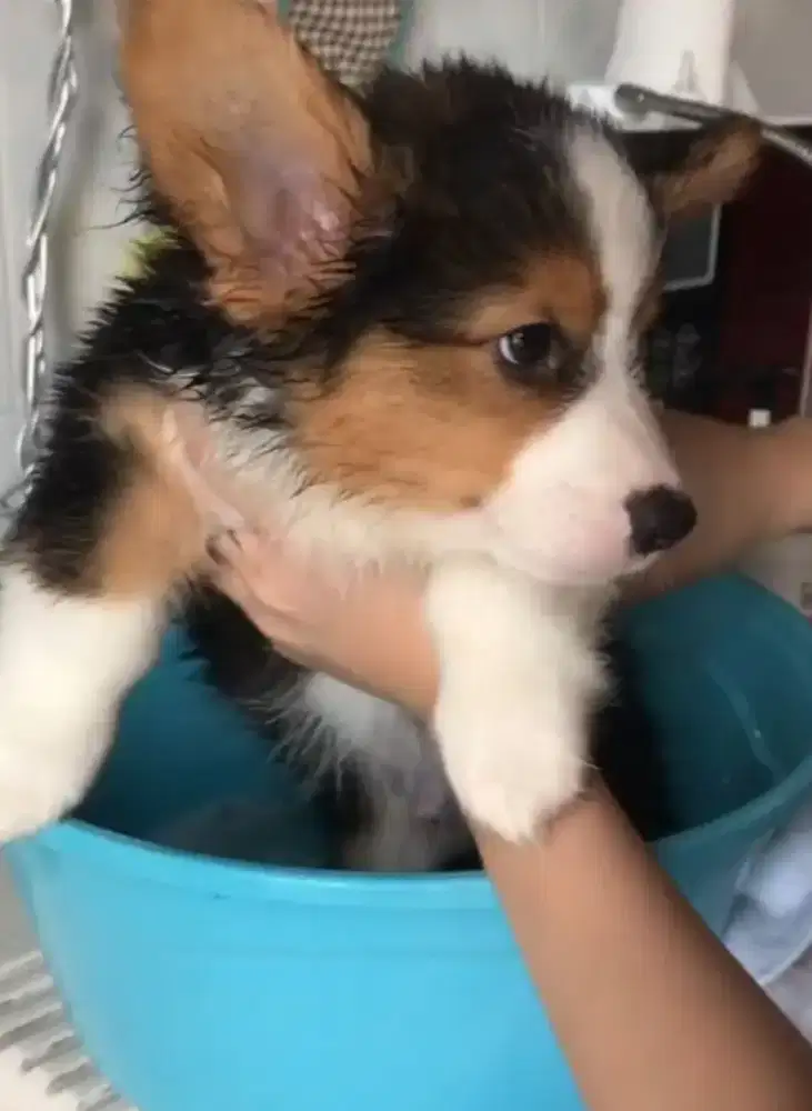 DIJUAL ANAK ANJING CORGY