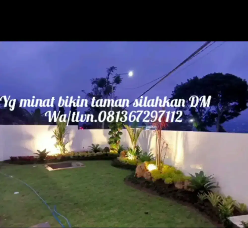 Jual rumput hias gajah mini