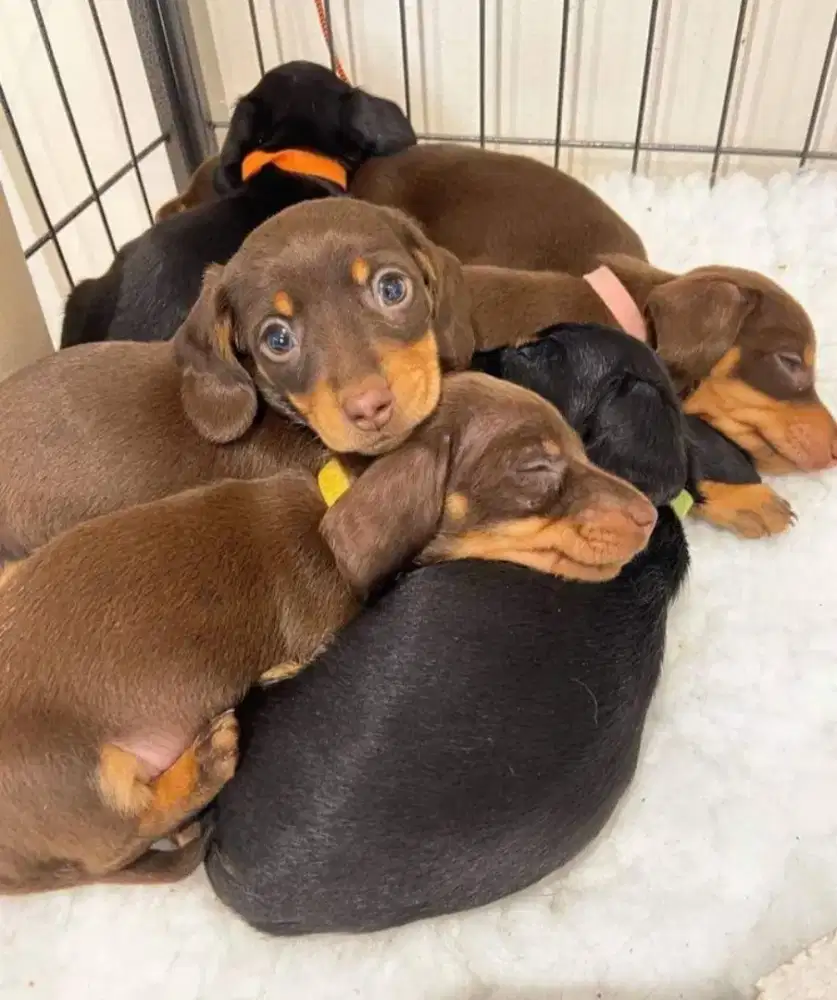 DIJUAL ANAK ANJING TEKEL/DACHSHUND