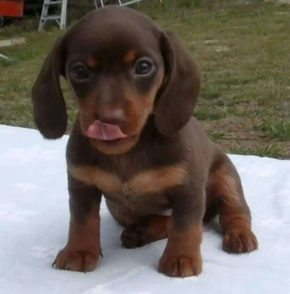 DIJUAL ANAK ANJING TEKEL,/ DACHSHUND