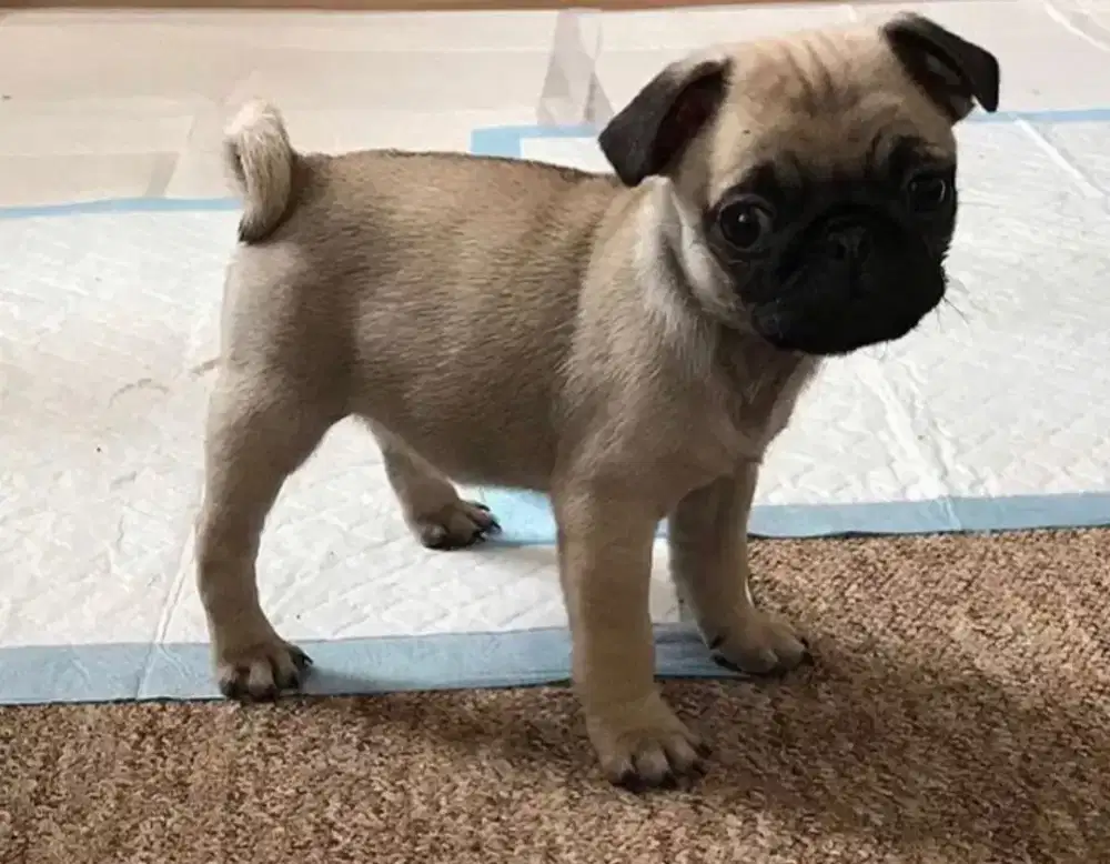 DIJUAL ANAK ANJING PUG