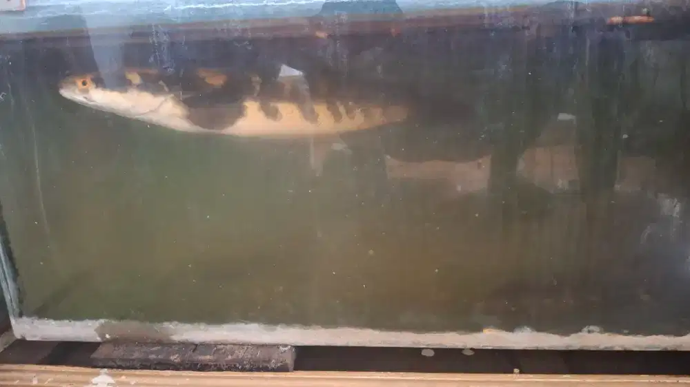 CHANNA YELLOW SENTARUM (YS) MARU