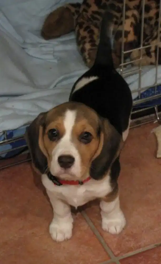 DIJUAL ANAK ANJING BEAGLE