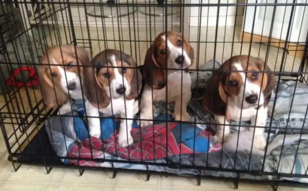 DIJUAL ANAK ANJING BEAGLE