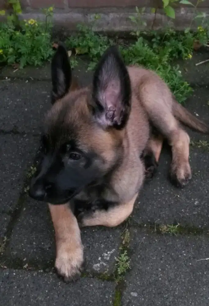 DIJUAL ANAK ANJING BELGIAN MALINOIS