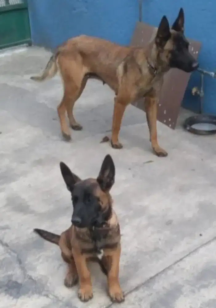 DIJUAL ANAK ANJING BELGIAN MALINOIS