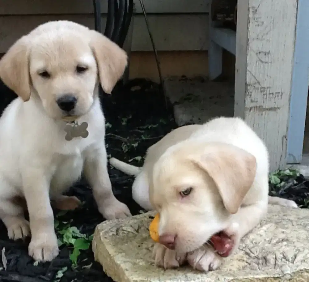 DIJUAL ANAK ANJING LABRADOR RETRIEVER