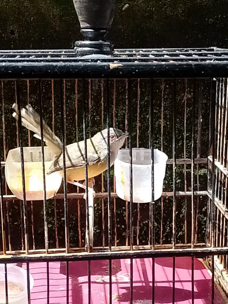 Burung ciblek semi atau ciblek kristal jantan rawatan