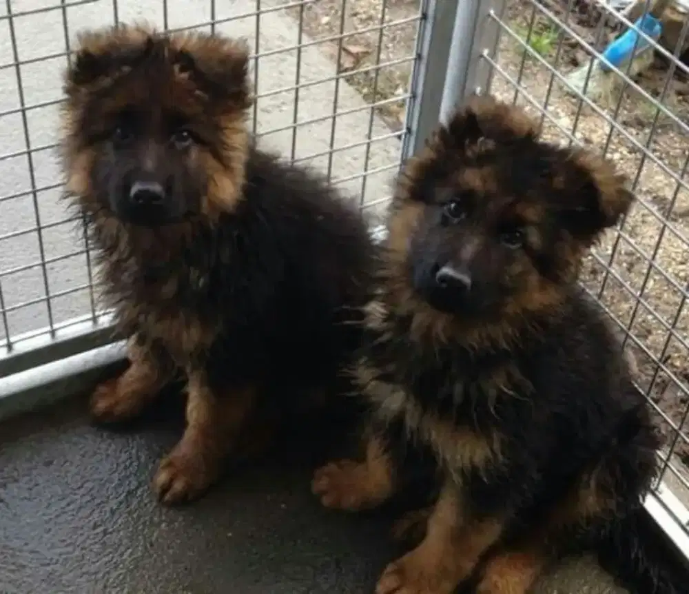 DIJUAL ANAK ANJING GERMAND SHEPARD ( HERDER)