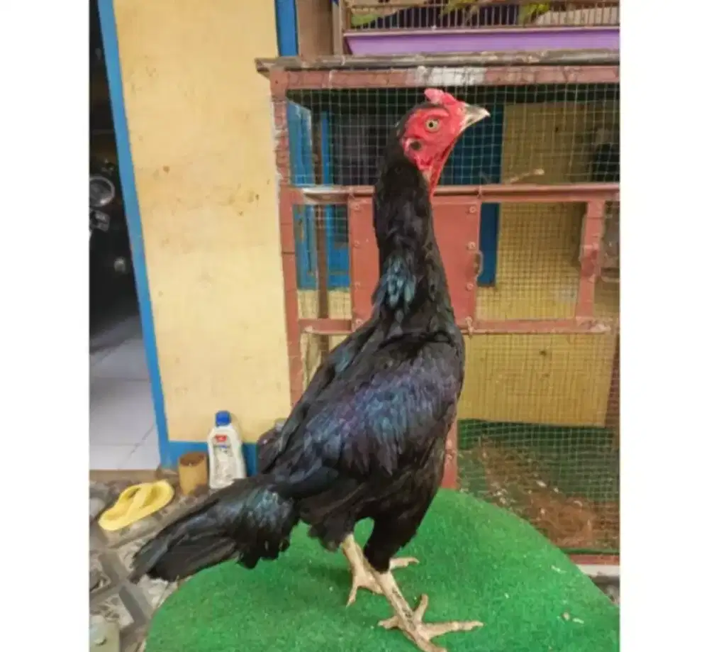 Betina ayam adu jenis pamangon siap produksi
