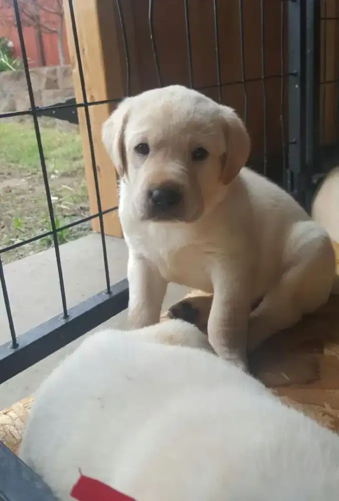 DIJUAL ANAK ANJIING LABRADOR RETRIEVER