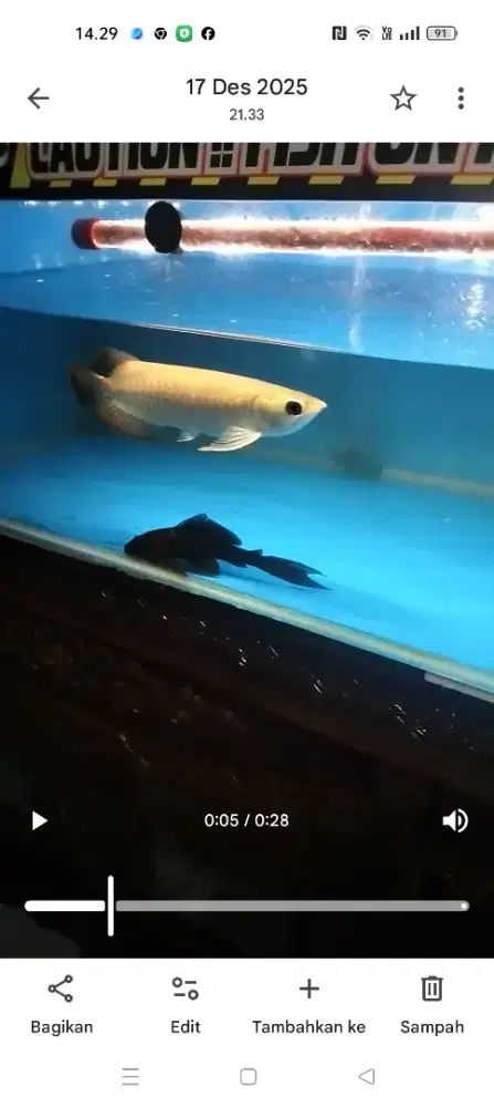 Arwana super red fullshet