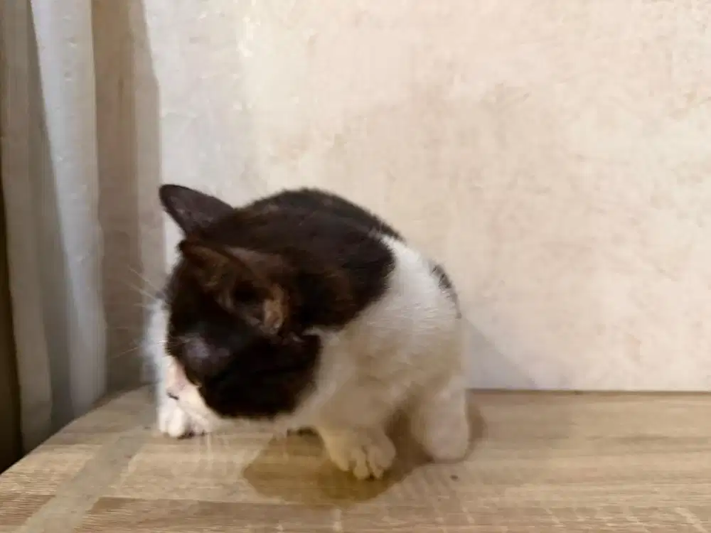 Kucing bsh munchkin jantan