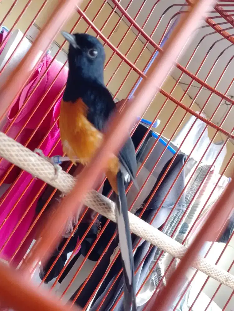 Muray batu seri F prospek Gantang