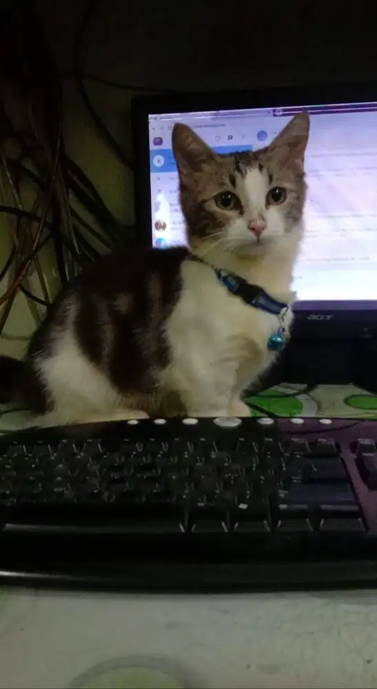 Kucing Munchkin Betina