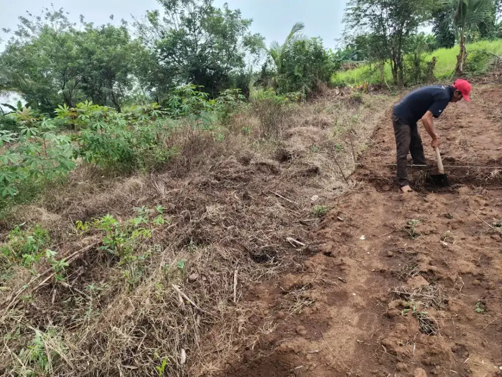 Tanah Sindang Jaya - SHM - Cocok Kebun/Kandang Ternak