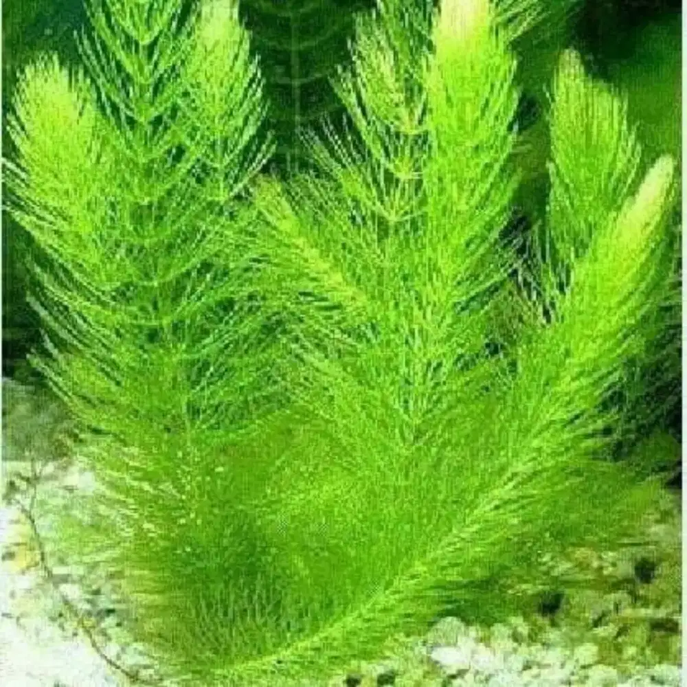 Tanaman Aquascape Frogbit cabomba hidrila