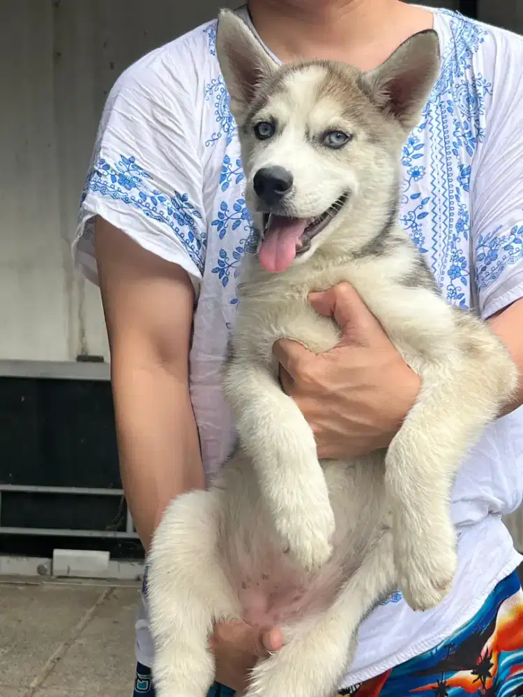Husky betina unyu