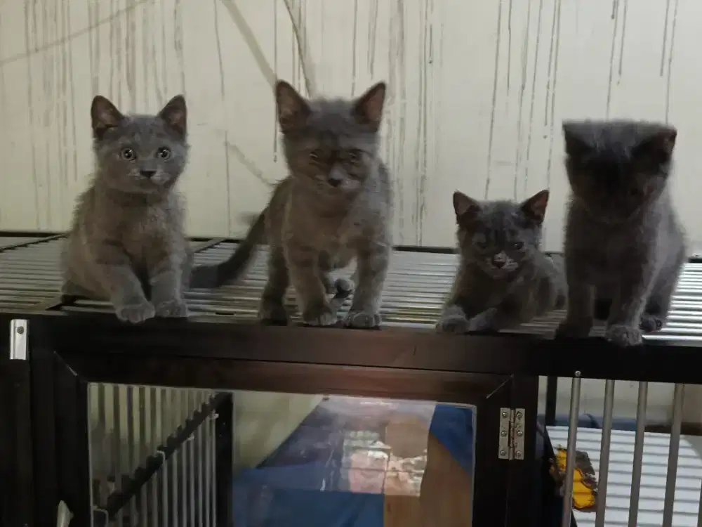 kucing kitten british