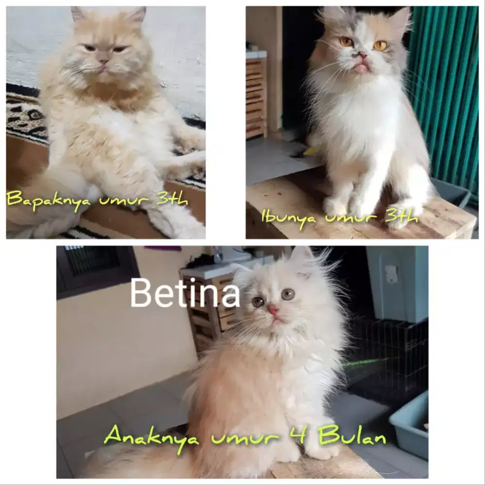 Sepasang indukan umur 3th + anaknya betina umur 4bulan