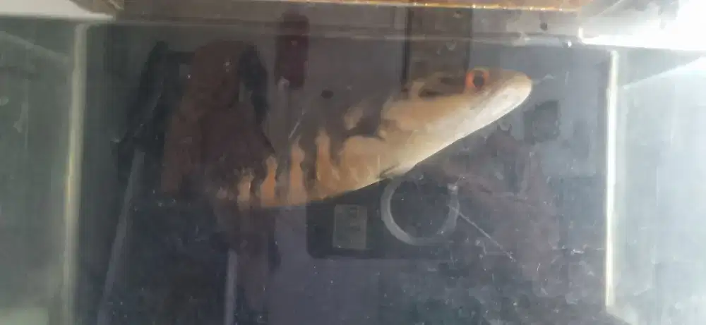 Maru red barito 20 up