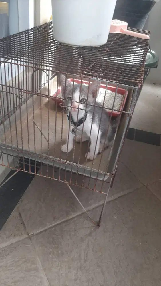 Open adopsi kucing lokal jantan warna abu putih