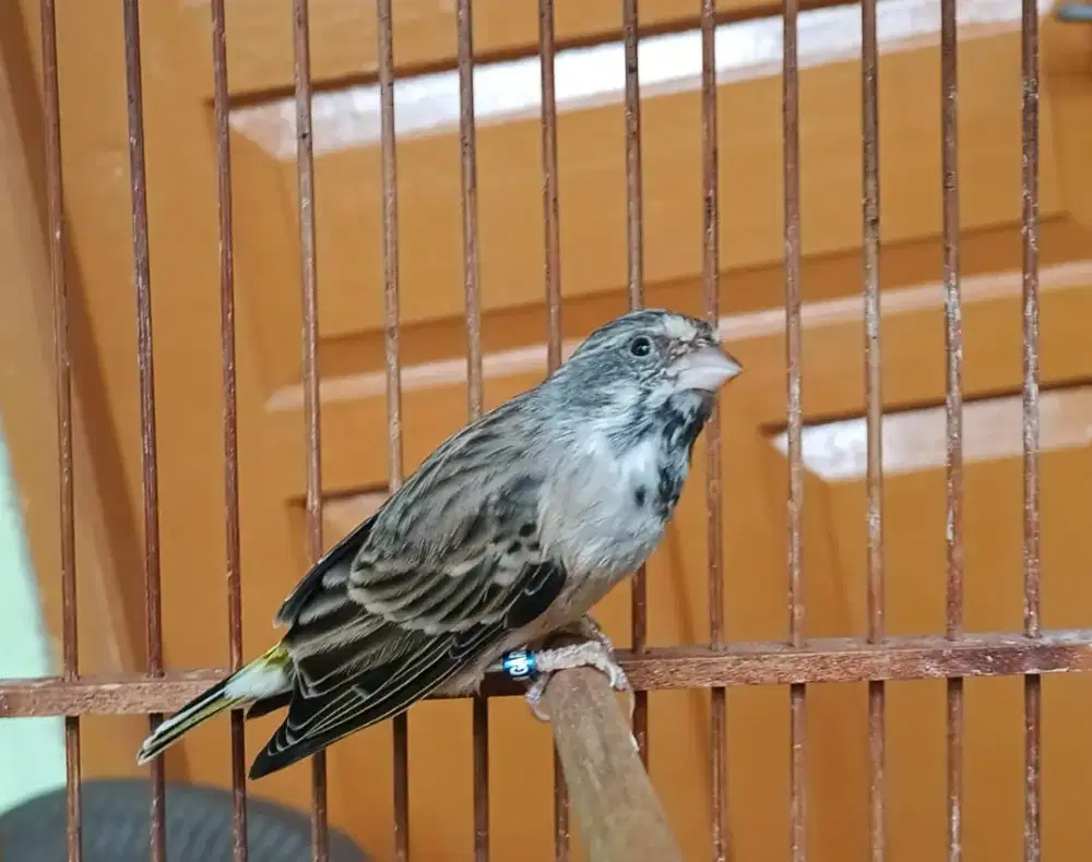 Blackthroat Jantan muda dan Betina siapan