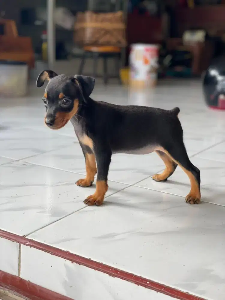 Anakan Mini pinscher