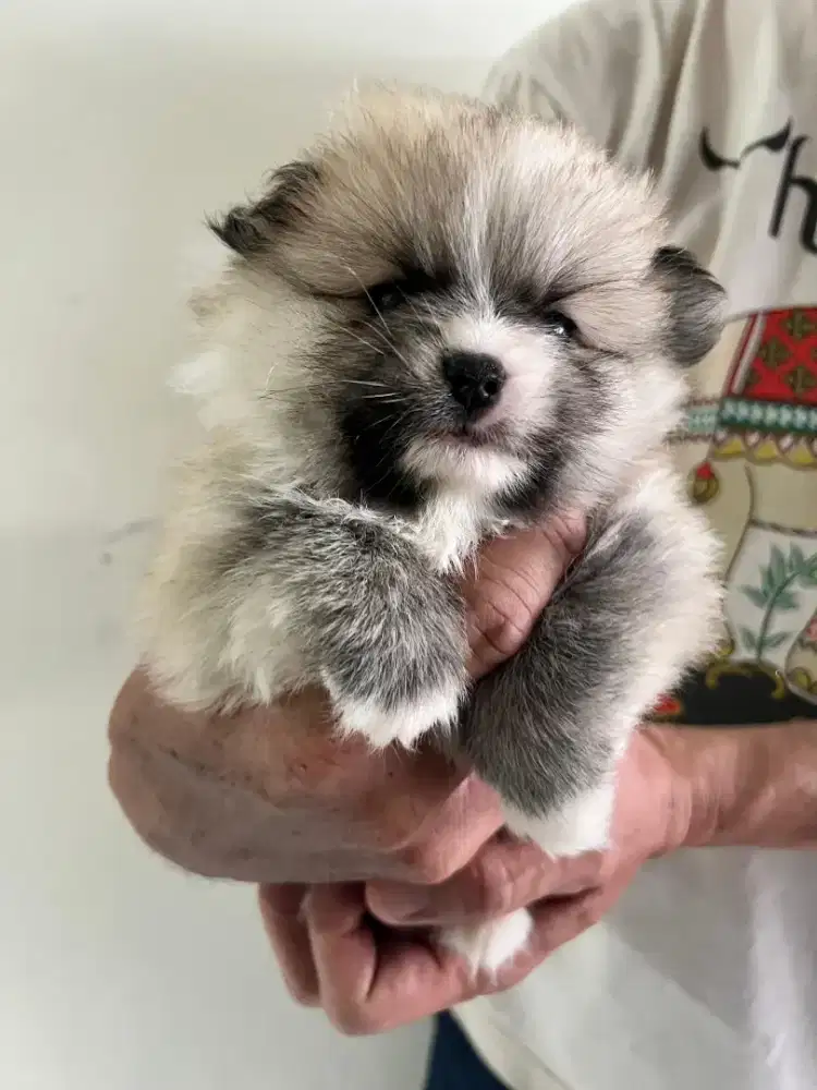 Pom sable party unyu2