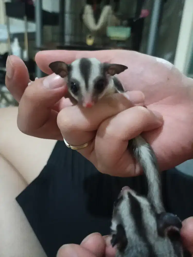 Jual Joey Sugar Glider CG