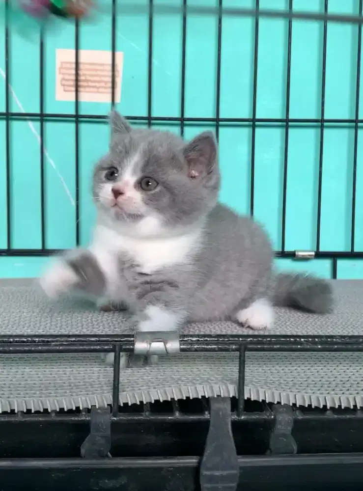 BSH BRITISH SHORTHAIR