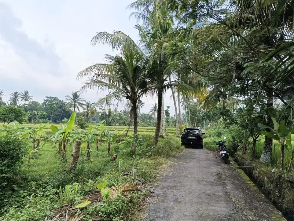 Dijual Sawah Area Sleman Ngemplak