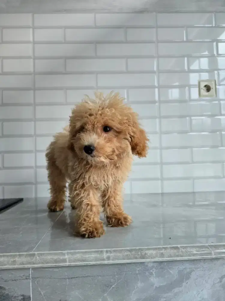 Poodle jantan murah meriah