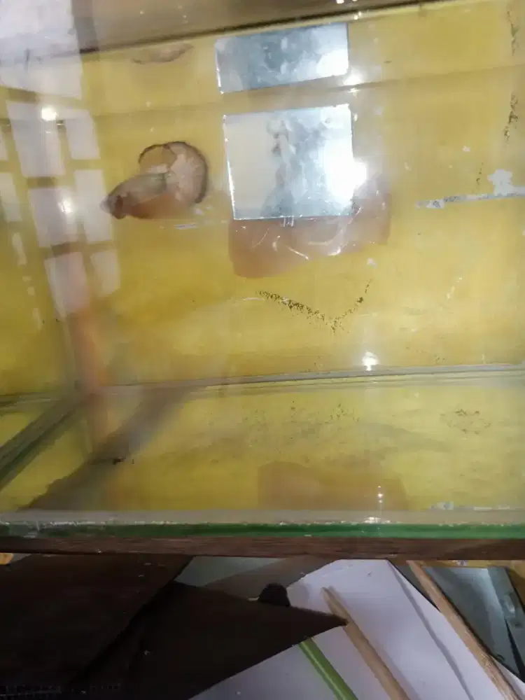 Ikan cupang yellow fancy