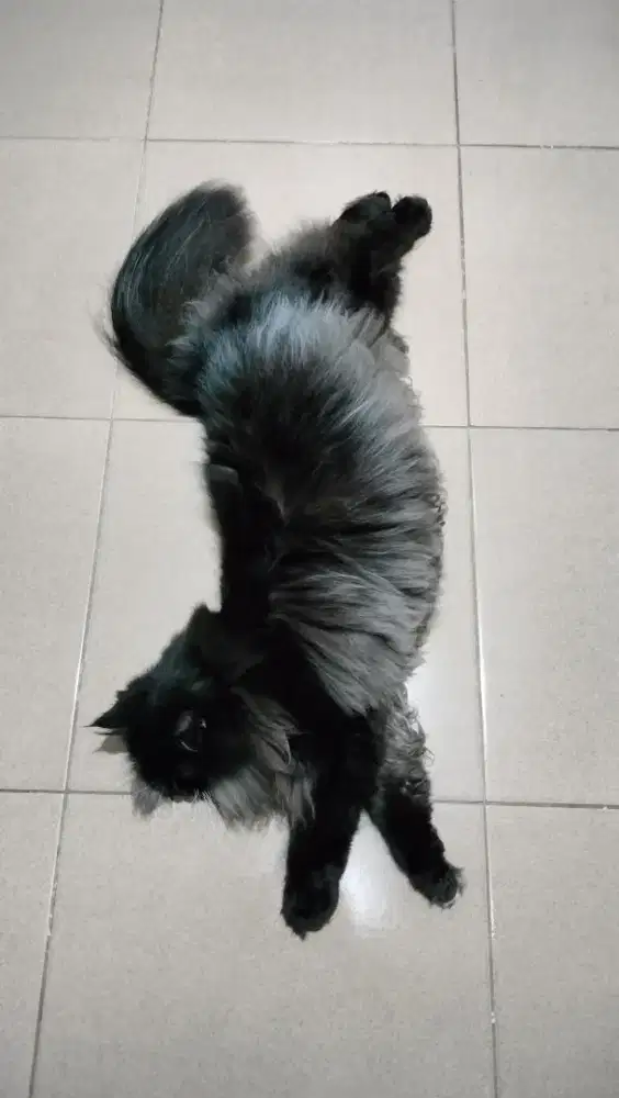 Gratis terawat kucing ras