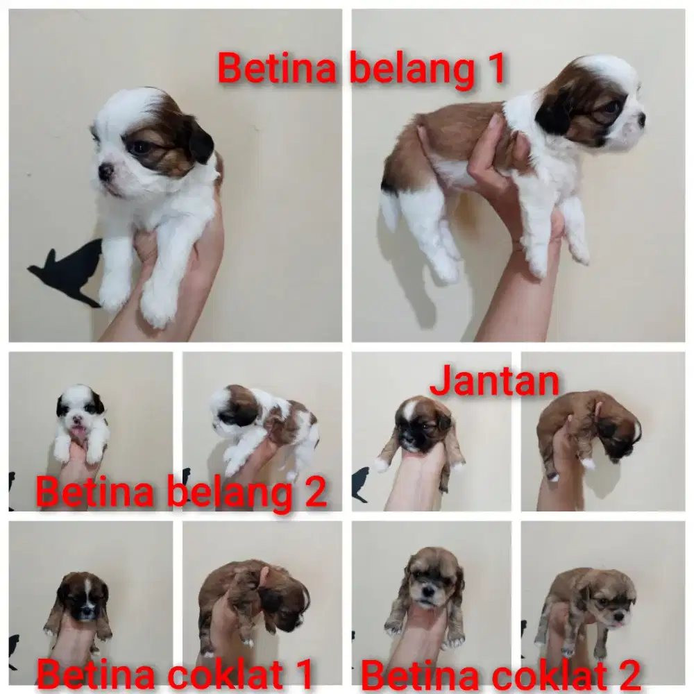 Anjing shitzu Lucu & Terawat