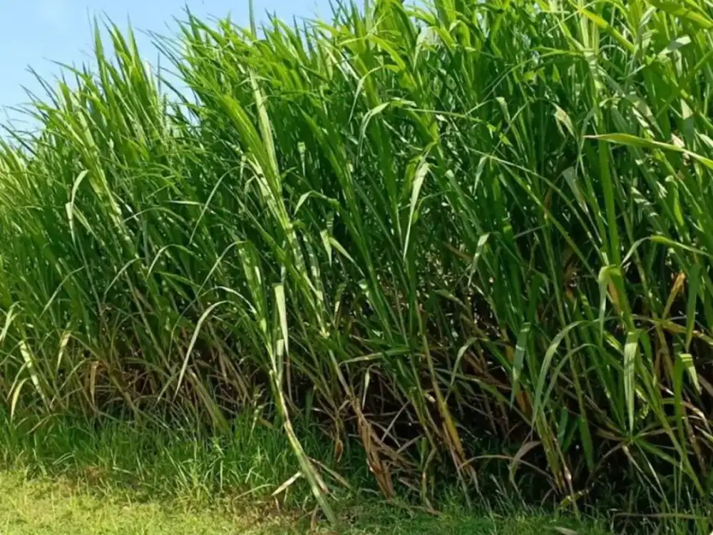 Rumput pakcong untuk sapi dan kambing