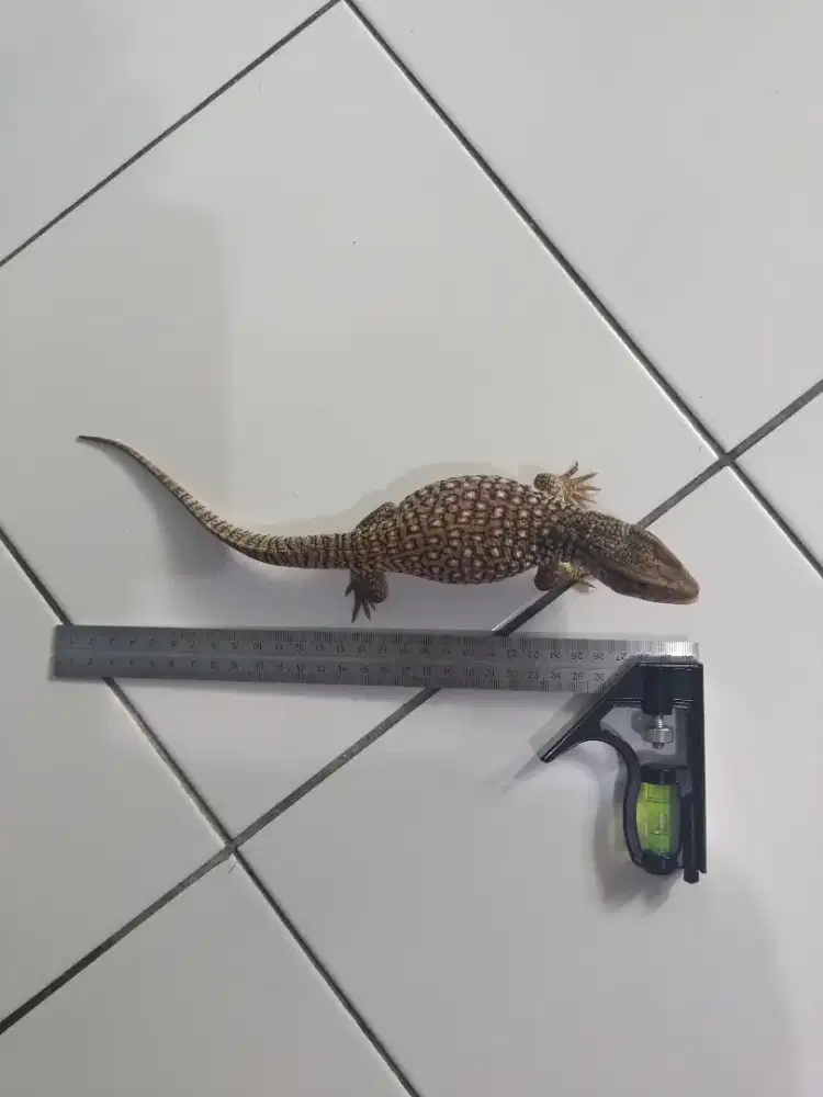 Kadal Savannah Monitor (SAVMON)