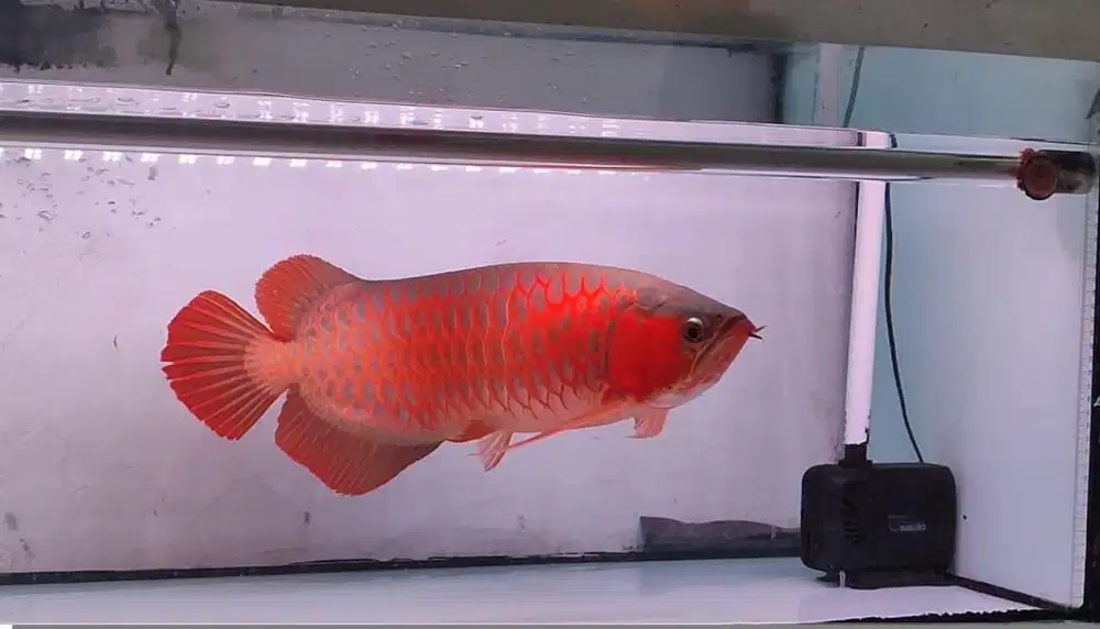 ikan arowana super red merah merona