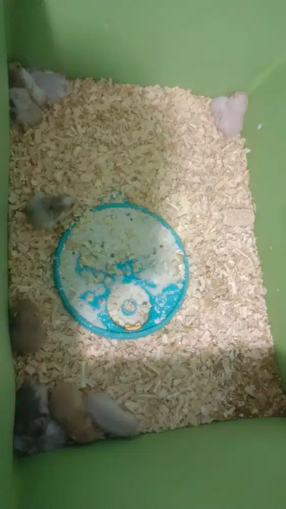 ANAKAN HAMSTER JANTAN & BETINA