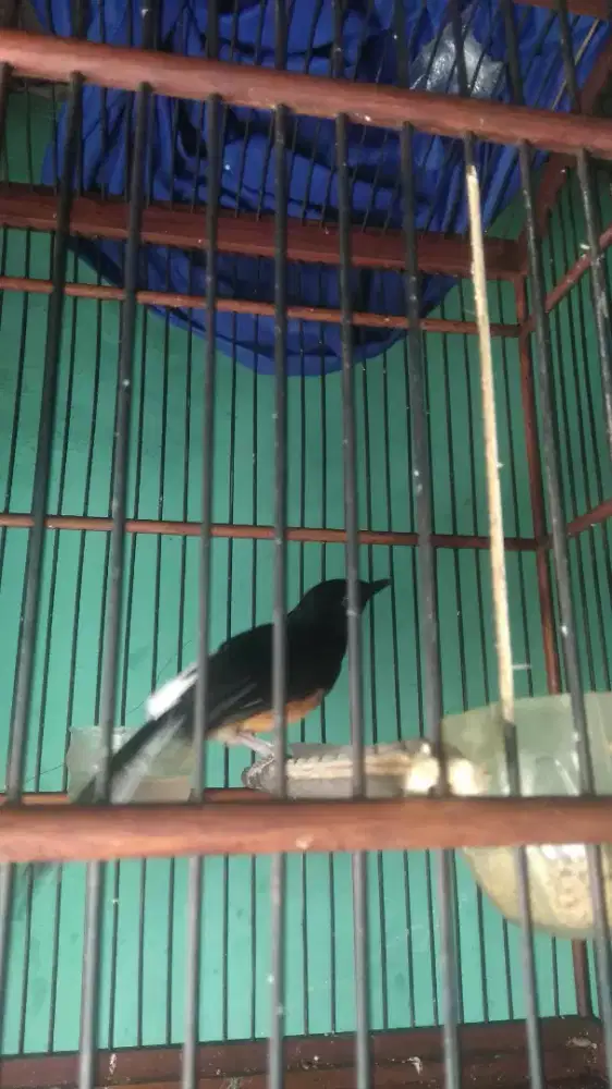 Burung murai batu