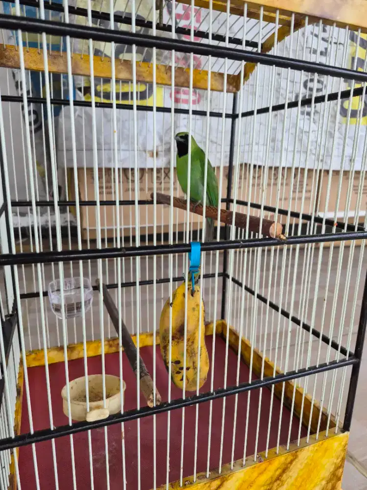 Jyal burung cah hihau banyuwangi