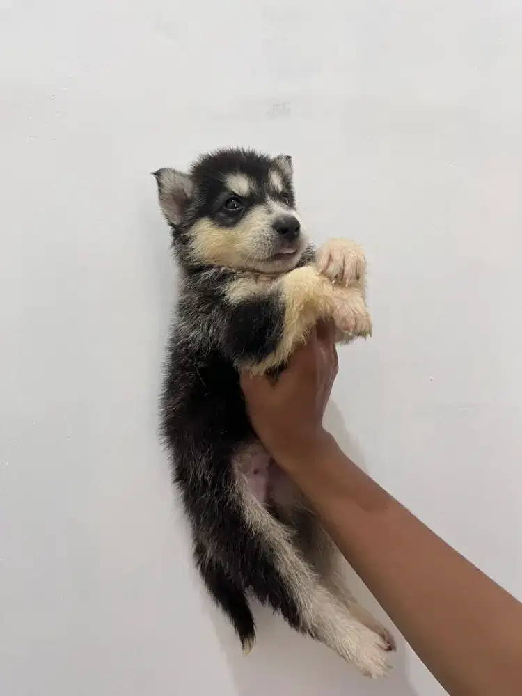 Anak Anjing Husky Siberian