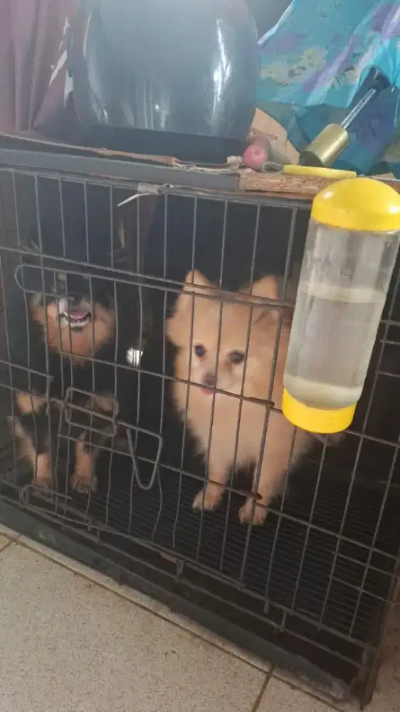 Anjing minipom pomeranian