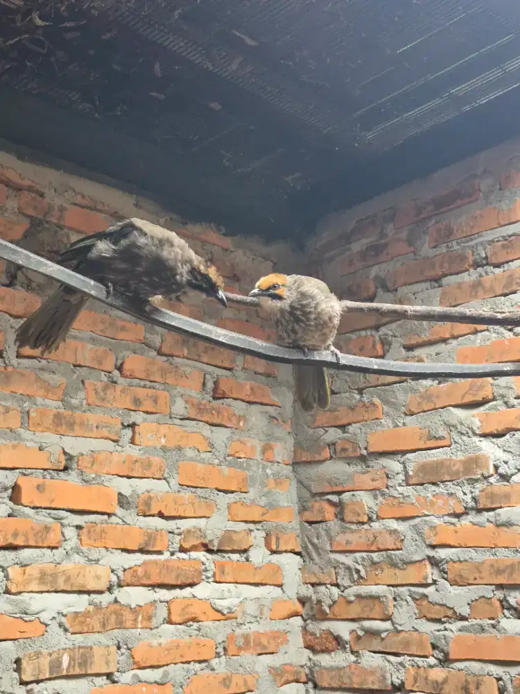 PASANGAN CUCAK ROWO MEDAN