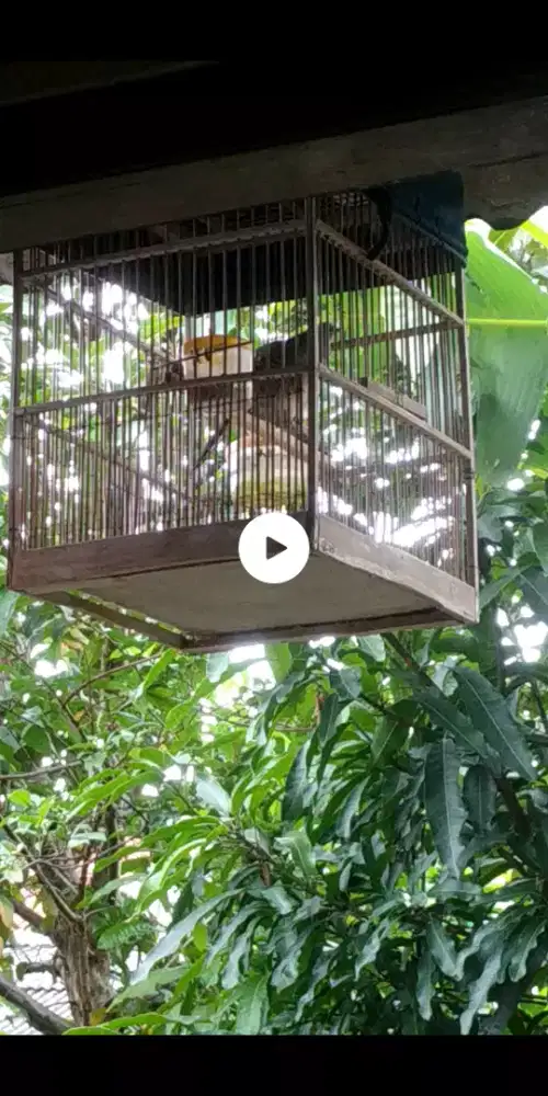 Burung perkutut lokal