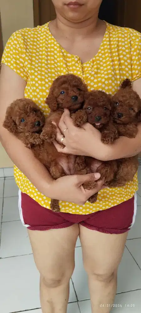 Red Toy Poodle cakep murah