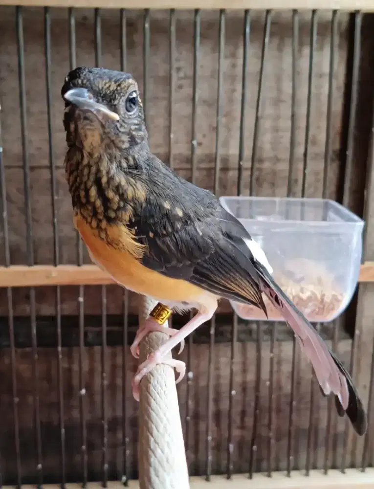 Trotol murai jamin jantan