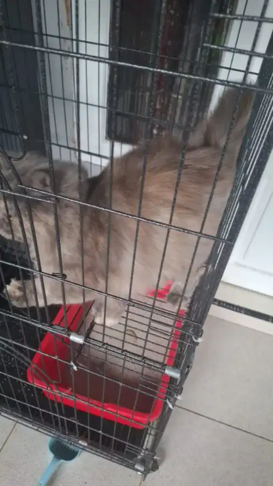 Kucing persia/persian cat