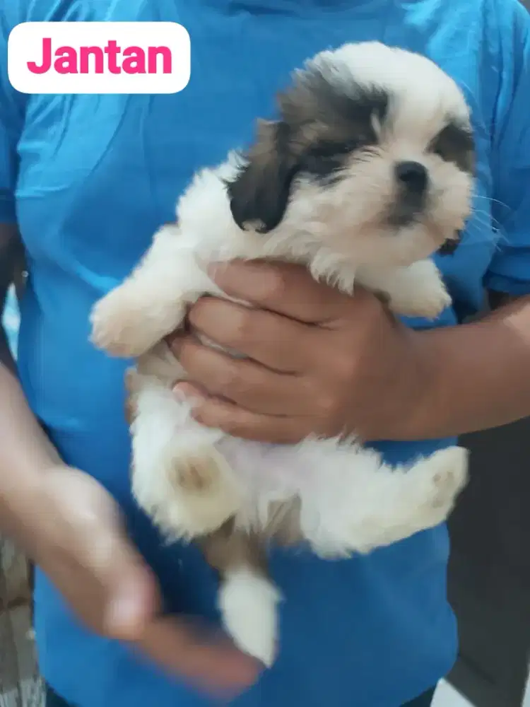 Shihtzu puppy jantan